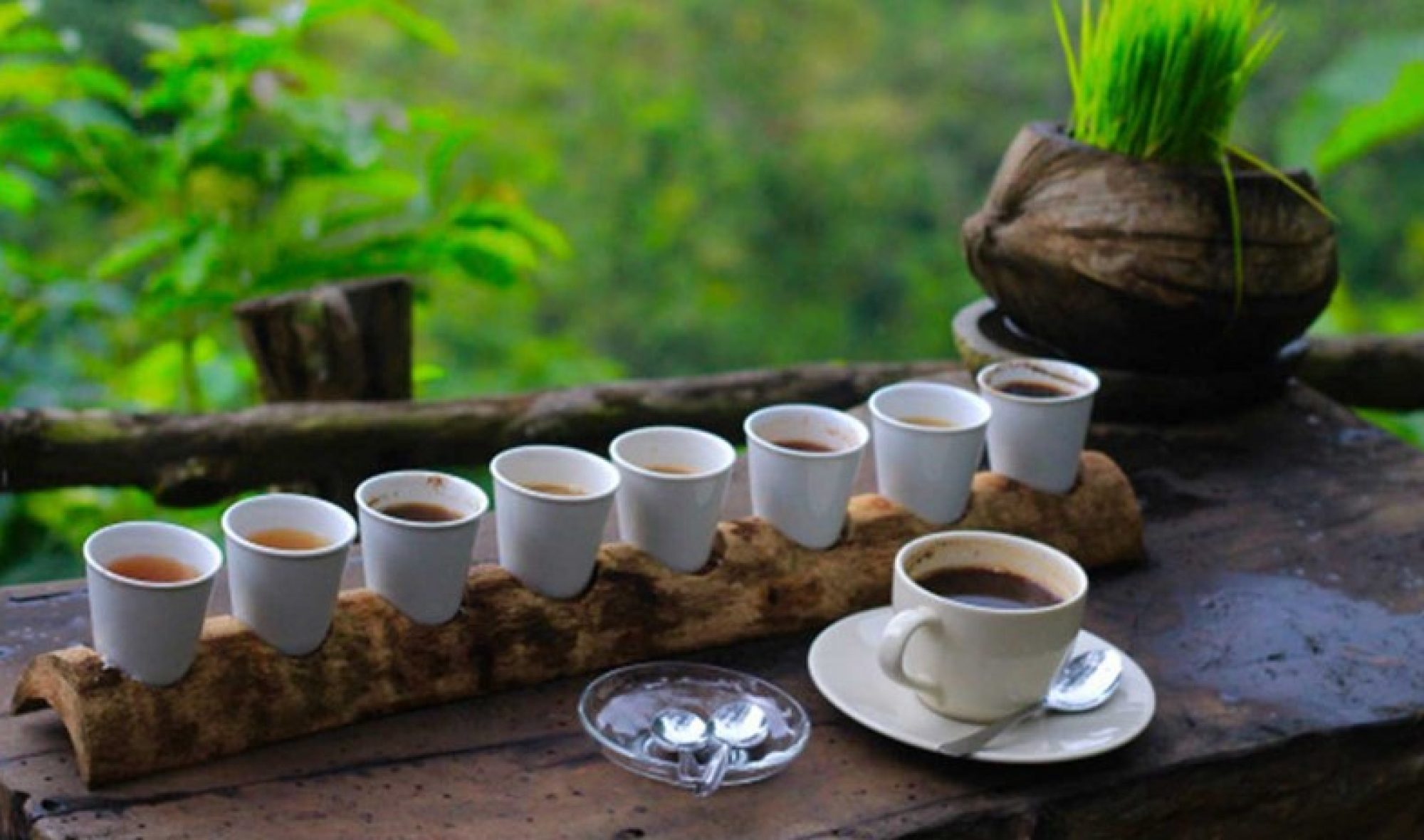Bali Coffee Plantation