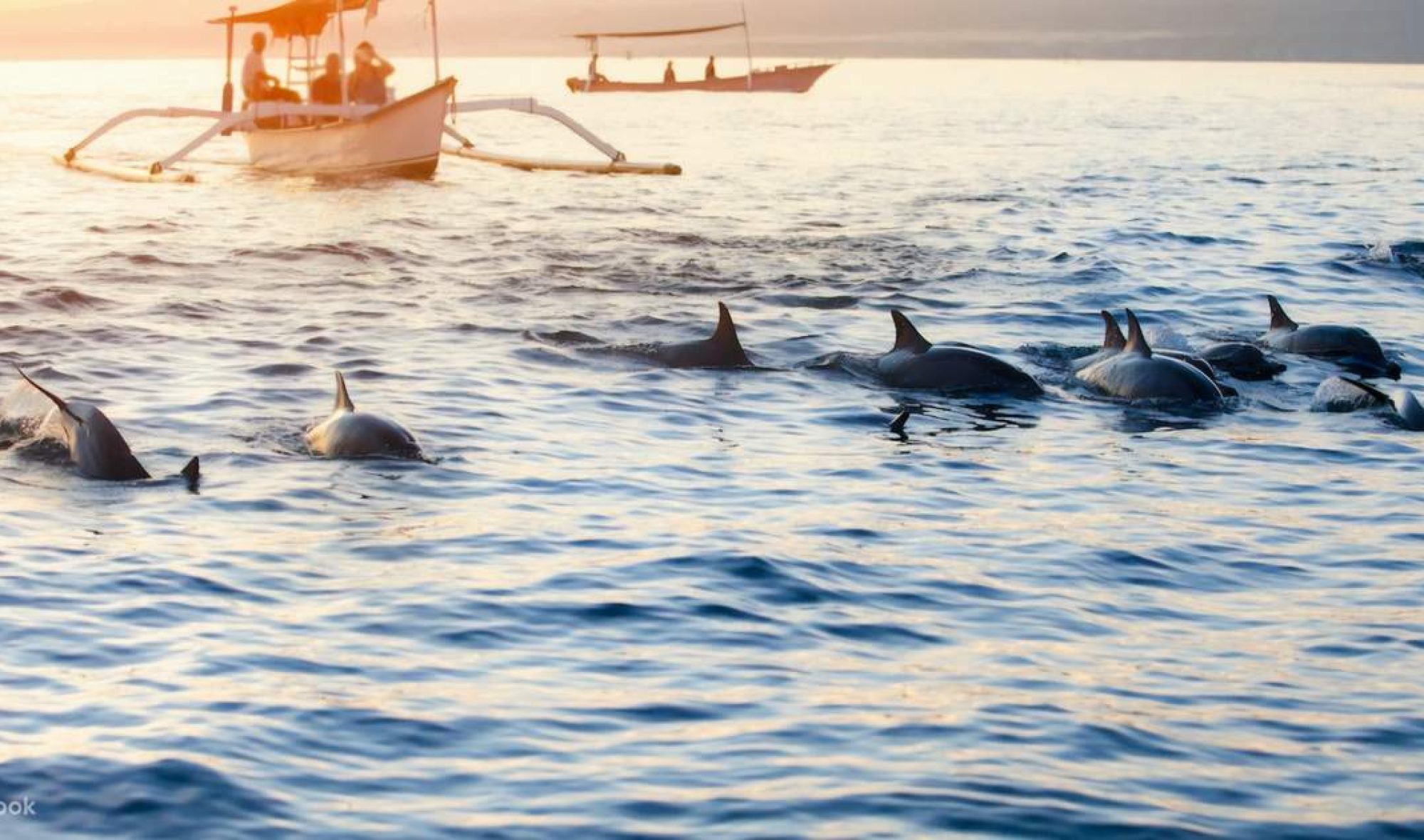 Lovina Dolphin Watching and Snorkeling Tour di Bali