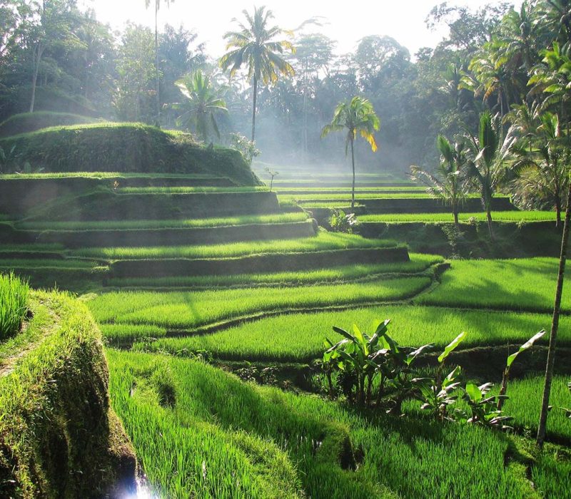 Tegalalang Rice Terrace