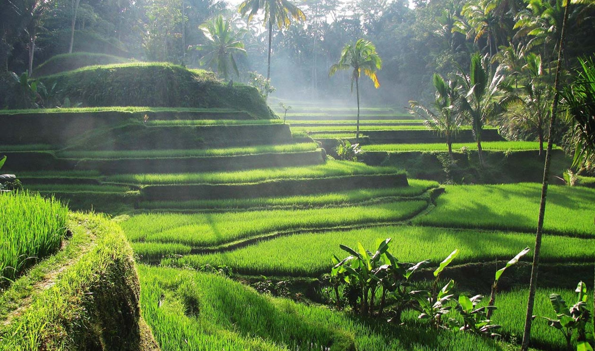 Tegalalang Rice Terrace