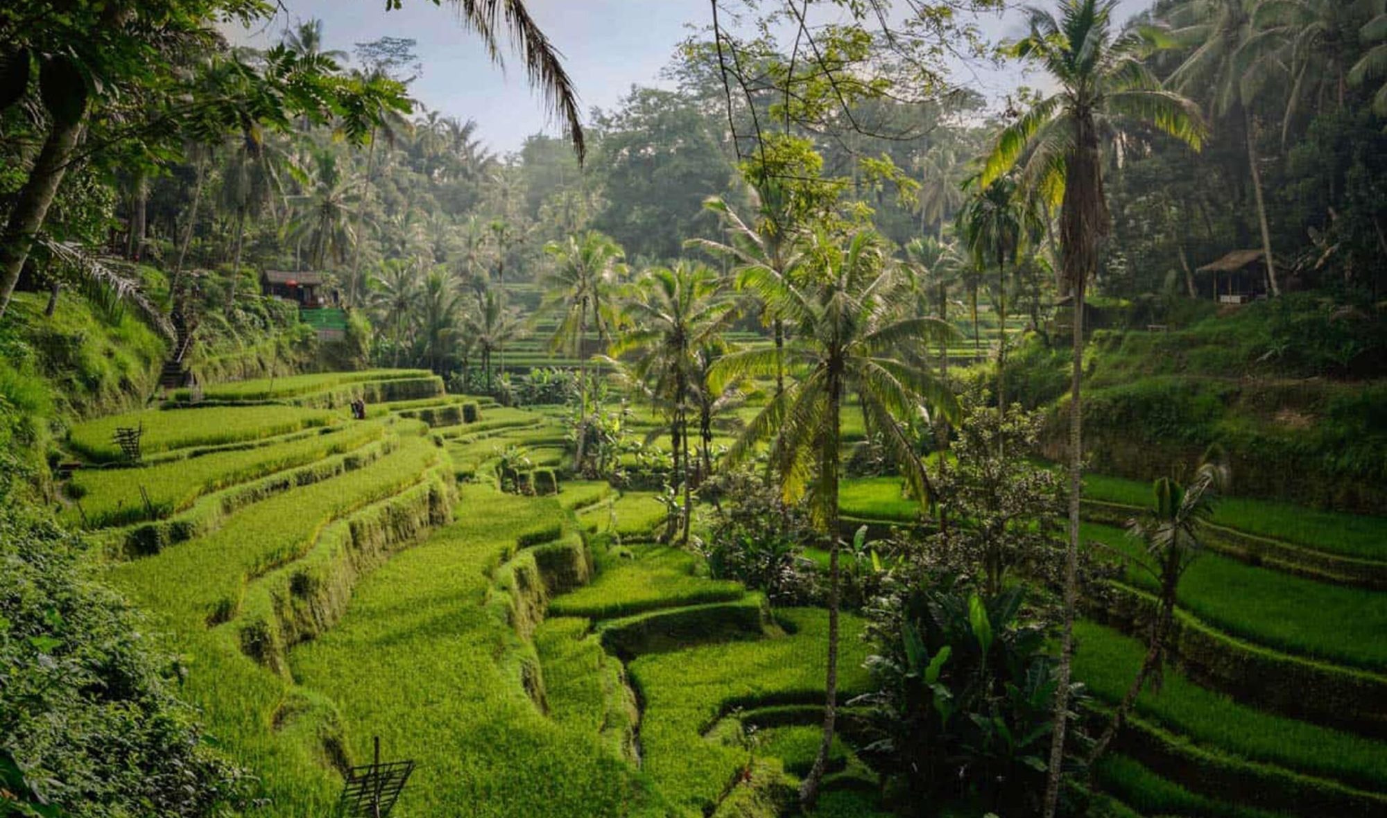 tegalalang-rice-terraces-morning